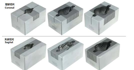 腦模具300-600G大鼠，冠狀，1MM